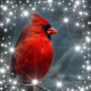 Meet your Posher, Robin